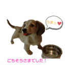 I am みいなdog.（個別スタンプ：13）