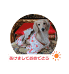 I am みいなdog.（個別スタンプ：16）