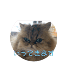 チンチラゴールデン・アリス♡日常会話♫（個別スタンプ：7）