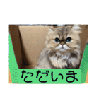 チンチラゴールデン・アリス♡日常会話♫（個別スタンプ：8）