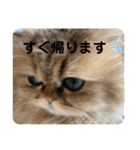 チンチラゴールデン・アリス♡日常会話♫（個別スタンプ：21）