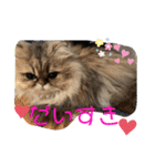 チンチラゴールデン・アリス♡日常会話♫（個別スタンプ：23）