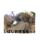 チンチラゴールデン・アリス♡日常会話♫（個別スタンプ：35）