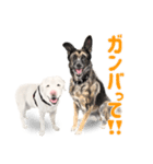 コナさんとショウくん（個別スタンプ：8）