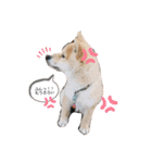 ともぞうだよー（個別スタンプ：5）