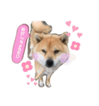 ともぞうだよー（個別スタンプ：7）