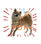ともぞうだよー（個別スタンプ：11）