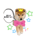 ともぞうだよー（個別スタンプ：12）
