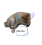 ともぞうだよー（個別スタンプ：15）