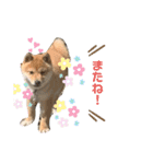 ともぞうだよー（個別スタンプ：16）