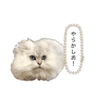 コンくんスタンプ2（個別スタンプ：1）