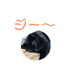 クロちゃんスタンプ 1（個別スタンプ：1）
