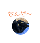 クロちゃんスタンプ 1（個別スタンプ：3）
