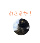クロちゃんスタンプ 1（個別スタンプ：5）