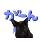 黒猫ルナVol.2（個別スタンプ：1）