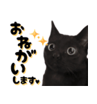黒猫ルナVol.2（個別スタンプ：13）