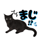 黒猫ルナVol.2（個別スタンプ：15）
