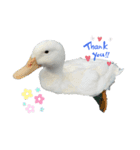 トンちゃん＆ガーちゃん（個別スタンプ：6）