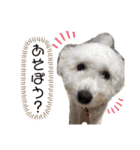 大福きなこムウみかんのstamp（個別スタンプ：6）