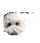 大福きなこムウみかんのstamp（個別スタンプ：8）