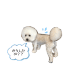 大福きなこムウみかんのstamp（個別スタンプ：17）