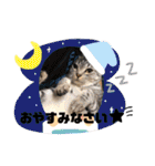 使えるこたんず（個別スタンプ：2）