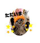 使えるこたんず（個別スタンプ：6）