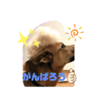 使えるこたんず（個別スタンプ：14）
