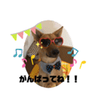使えるこたんず（個別スタンプ：15）