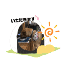 使えるこたんず（個別スタンプ：19）