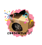 使えるこたんず（個別スタンプ：20）