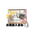 使えるこたんず（個別スタンプ：35）