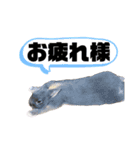 テトラのスタンプ（うさぎ）（個別スタンプ：5）