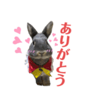 テトラのスタンプ（うさぎ）（個別スタンプ：6）