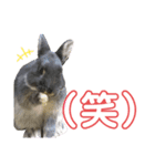 テトラのスタンプ（うさぎ）（個別スタンプ：11）