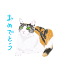 三毛猫ミカたんからのメッセージ（個別スタンプ：1）