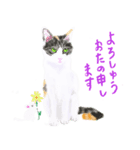 三毛猫ミカたんからのメッセージ（個別スタンプ：7）