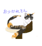 三毛猫ミカたんからのメッセージ（個別スタンプ：8）