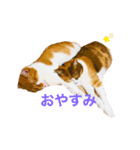 うみそらまる（個別スタンプ：1）