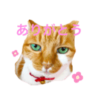 うみそらまる（個別スタンプ：5）