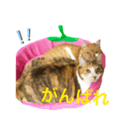 うみそらまる（個別スタンプ：7）