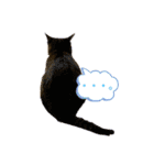 保護猫と暮らす（個別スタンプ：1）