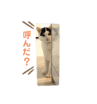 保護猫と暮らす（個別スタンプ：2）