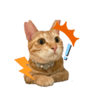保護猫と暮らす（個別スタンプ：3）