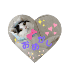 保護猫と暮らす（個別スタンプ：4）