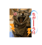 保護猫と暮らす（個別スタンプ：5）