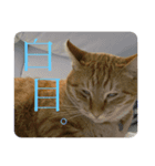 保護猫と暮らす（個別スタンプ：8）