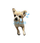 チワワ。パールおれお（個別スタンプ：3）