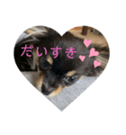 チワワ。パールおれお（個別スタンプ：4）