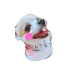 チワワ。パールおれお（個別スタンプ：6）